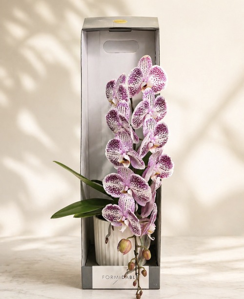 Phalaenopsis Orkide 