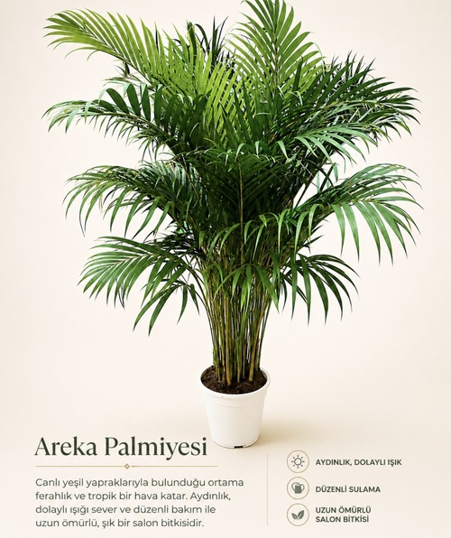 Areka palmiyesi