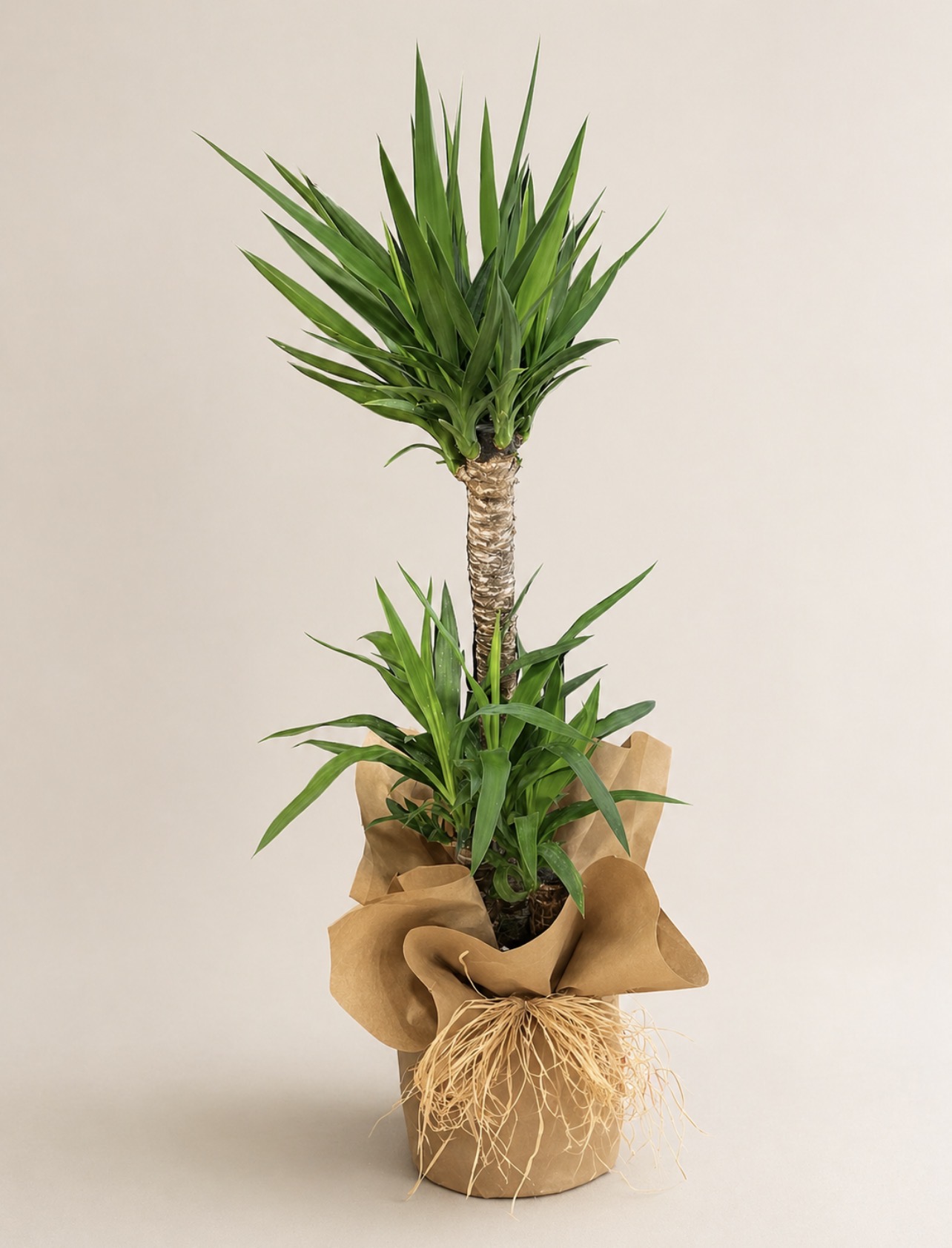 Yucca Bitkis